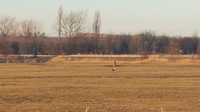 Die St&ouml;rche kommen (Foto: Peter M&ouml;bius)