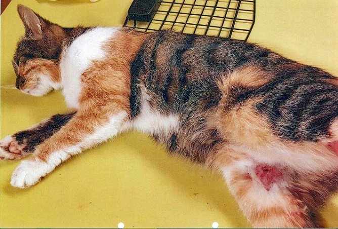 Katze mit Schussverletzungen aufgefunden (Foto: Polizei) Katze mit Schussverletzungen aufgefunden (Foto: Polizei)