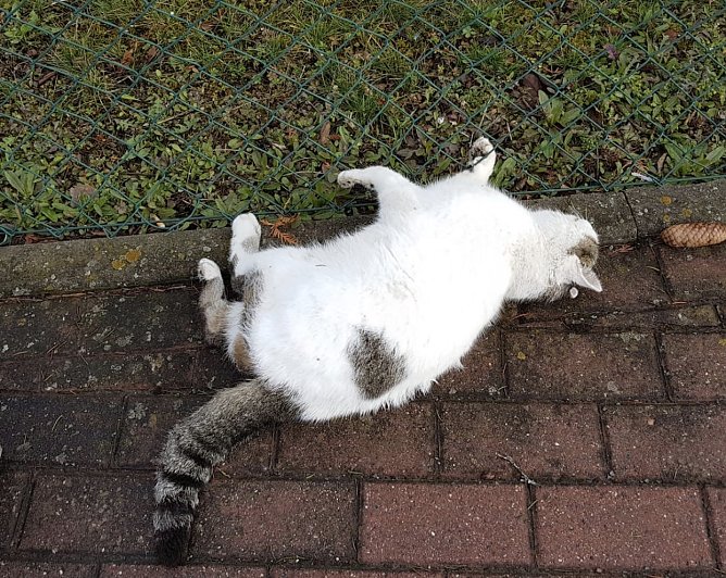 Kater angefahren (Foto: Silvio Dietzel) Kater angefahren (Foto: Silvio Dietzel)