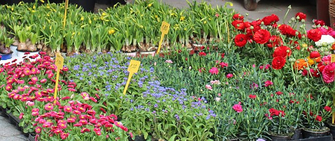 Sondersh&auml;user Blumen-, Pflanzen- und Staudenmarkt (Foto: Karl-Heinz Herrmann)