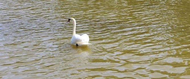 Schwanenpopulation stabil (Foto: Karl-Heinz Herrmann)
