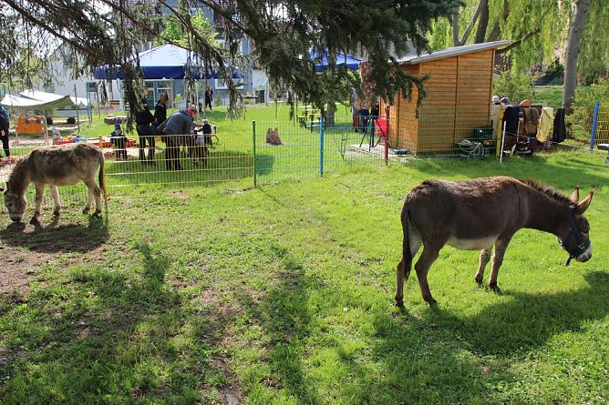 Kitas feiern Mittelalterfest (Foto: Karl-Heinz Herrmann)