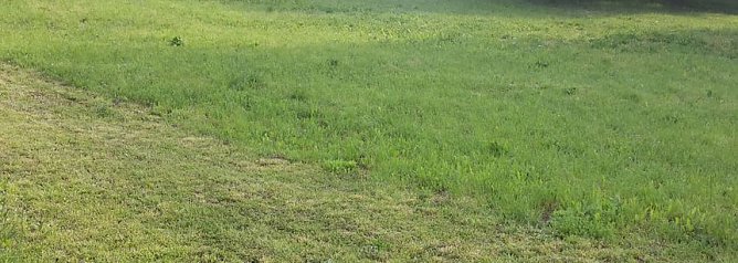 Blumenwiese zum Nachmachen (Foto: Karl-Heinz Herrmann)