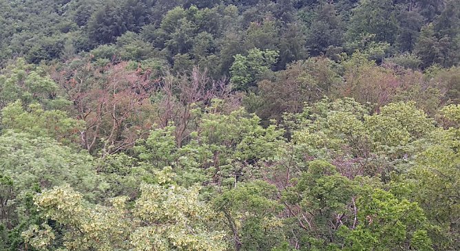 Ramelow: Th&uuml;ringer W&auml;lder in schwieriger Phase (Foto: Karl-Heinz Herrmann)