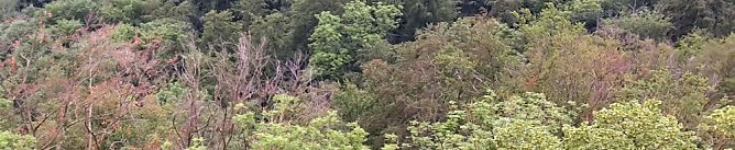 Gesch&auml;digten B&auml;ume aus den W&auml;ldern holen (Foto: Karl-Heinz Herrmann)