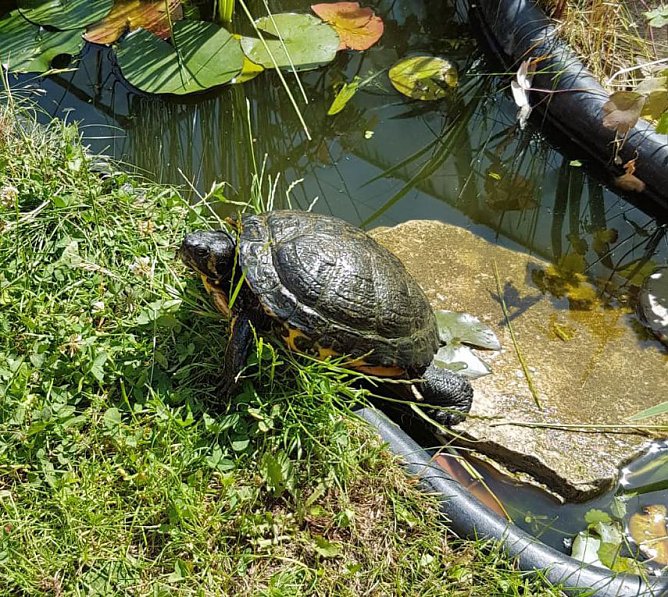 Wieder Schildkr&ouml;te gefunden (Foto: Stadt Sondershausen)
