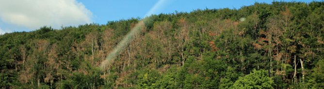 Sterben unsere Buchenw&auml;lder? (Foto: Karl-Heinz Herrmann)