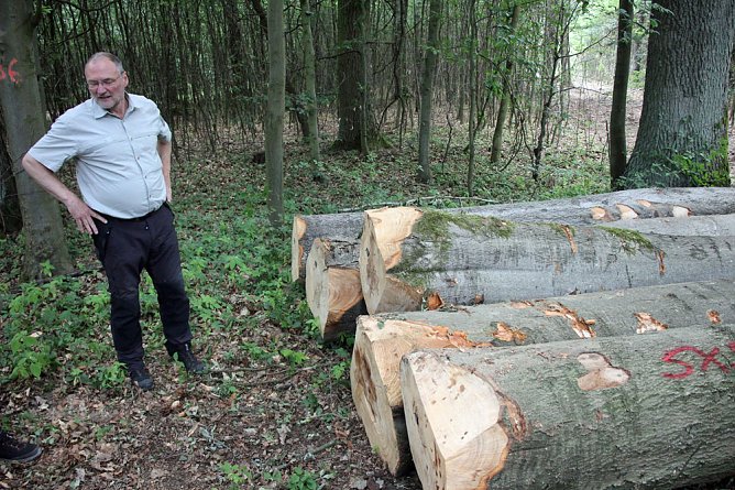 Sterben unsere Buchenw&auml;lder? (Foto: Karl-Heinz Herrmann)