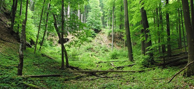 Rotbuchenbestand im Alten Stolberg (Foto: Bodo Schwarzberg)