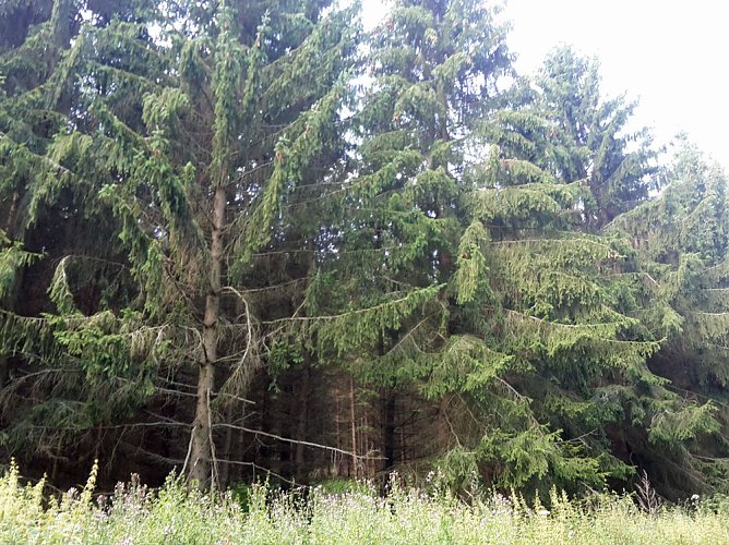 In der Windleite unterwegs (Foto: Karl-Heinz Herrmann)
