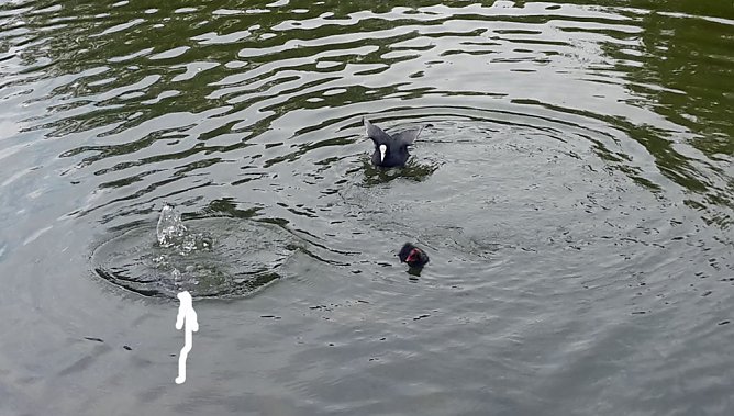 Nachwuchs am Parkteich (Foto: privat)