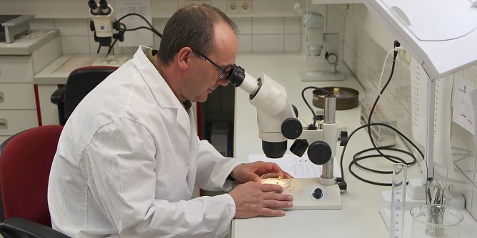 Die Borkenk&auml;fer-Z&auml;hler (Foto: H. Spro&szlig;mann)