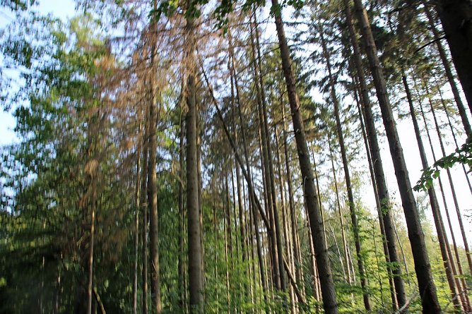 Wie gef&auml;hrlich wird unser Wald? (Foto: Karl-Heinz Herrmann)