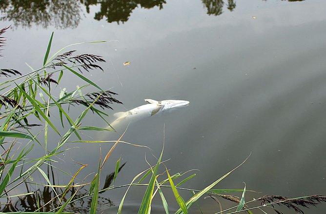 Schnelle und unkomplizierte Hilfe f&uuml;r den Parkteich (Foto: Karl-Heinz Herrmann)