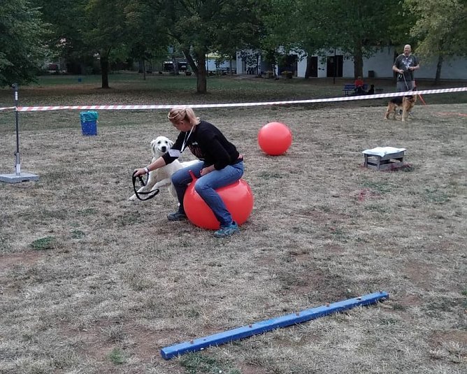 Hundeschwimmen im Solebad ein voller Erfolg (Foto: Radio Artern)