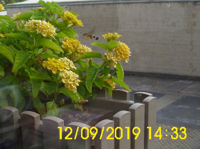 Uns unbekanntes Flug-Insekt am Mandelr&ouml;schen (Foto: Thomas Leipold)