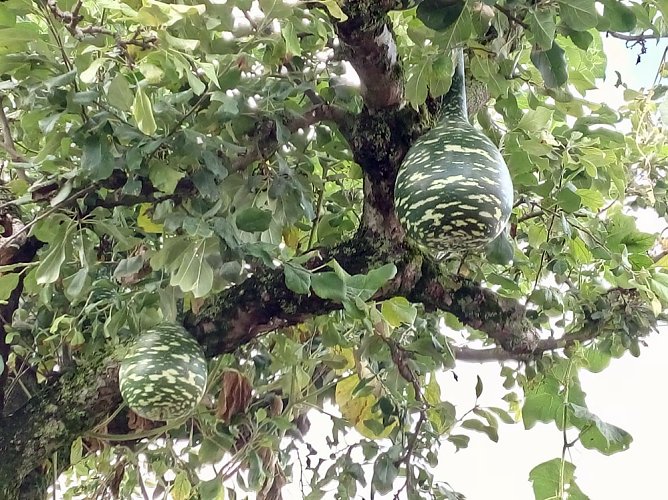 Ein Ph&auml;nomen (Foto: J&uuml;rgen M&uuml;ller)