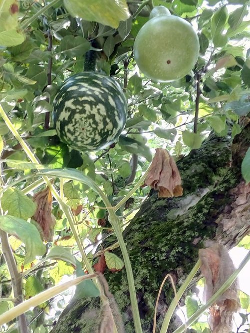 Ein Ph&auml;nomen (Foto: J&uuml;rgen M&uuml;ller)