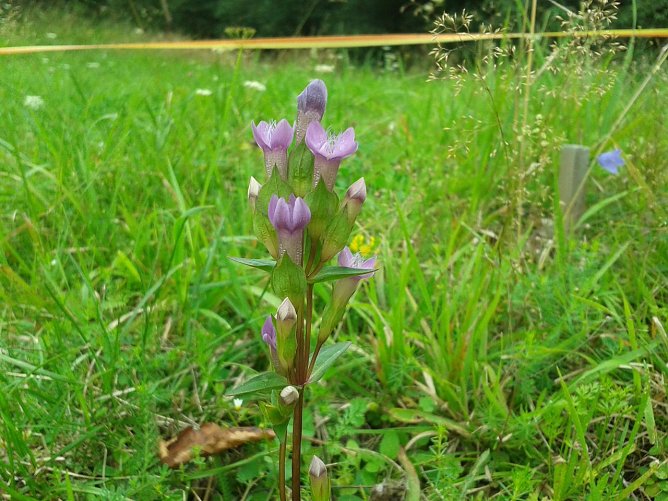 Der Feld-Enzian (Gentianella campestris) (Foto: Bodo Schwarzberg)