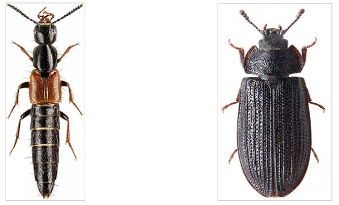 Hohe Schrecke: 5 weitere Urwaldreliktarten gefunden (Foto: A, Weigel) Hohe Schrecke: 5 weitere Urwaldreliktarten gefunden (Foto: A, Weigel)