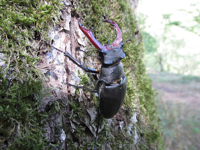 Hohe Schrecke: 5 weitere Urwaldreliktarten gefunden (Foto: Werner Krämer) Hohe Schrecke: 5 weitere Urwaldreliktarten gefunden (Foto: Werner Krämer)