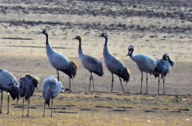 Kraniche (Foto: Peter Blei)