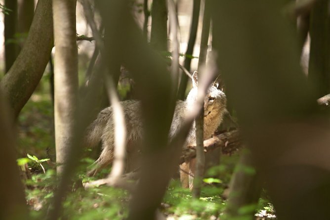 W&ouml;lfin bei Ohrdruf (Foto: Stefan B&ouml;ttner)