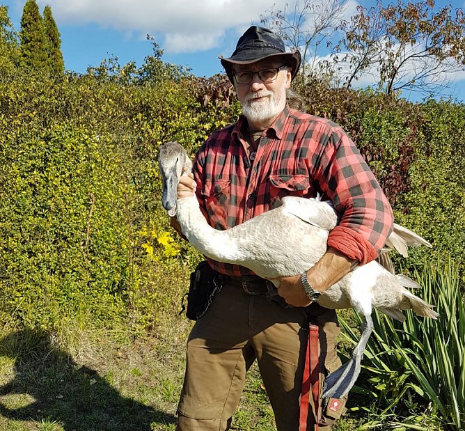 Erneut Schwan in Nöten (Foto: Silvio Dietzel) Erneut Schwan in Nöten (Foto: Silvio Dietzel)