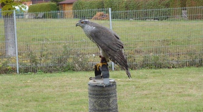 Habicht (Foto: Otfried Pabst)