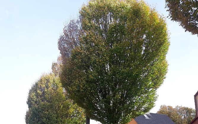 Bebraer Teich, Stra&szlig;enbeleuchtung Hammatalstra&szlig;e und mehr (Foto: Karl-Heinz Herrmann)