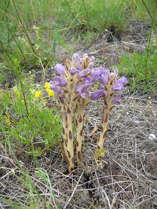 Wieder Pflegetag (Foto: J. Pusch)