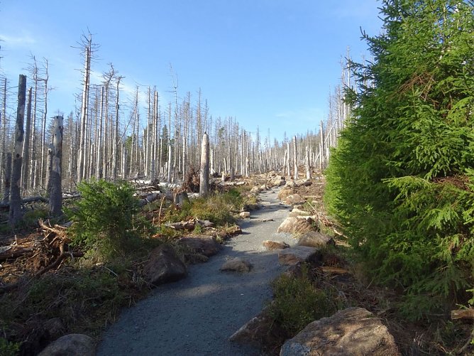 Der sanierte Kabelgrabenweg zum Brocken (Foto: Nationalpark Harz)