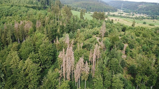 Die Borkenkäfersaison 2019 – Rück- und Ausblick (Foto: ThüringenForst) Die Borkenkäfersaison 2019 – Rück- und Ausblick (Foto: ThüringenForst)