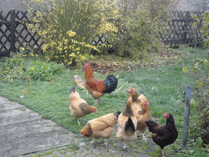 Rassegefl&uuml;gelschau in Gro&szlig;enehrich (Foto: Marion Ryska)