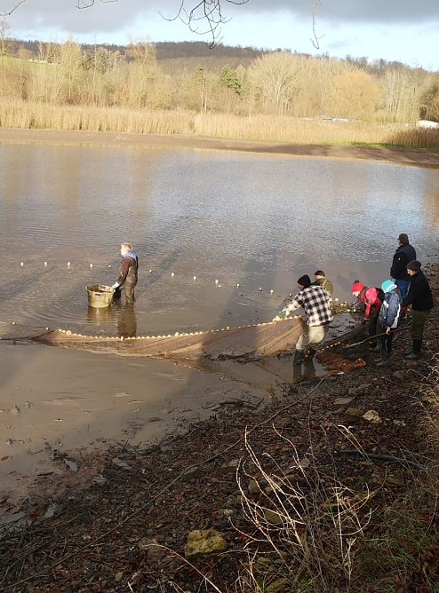 Hammateich abgefischt (Foto: Klaus Schulz) Hammateich abgefischt (Foto: Klaus Schulz)