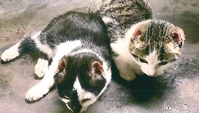 Katzenjunge (Foto: Kripo MHL) Katzenjunge (Foto: Kripo MHL)