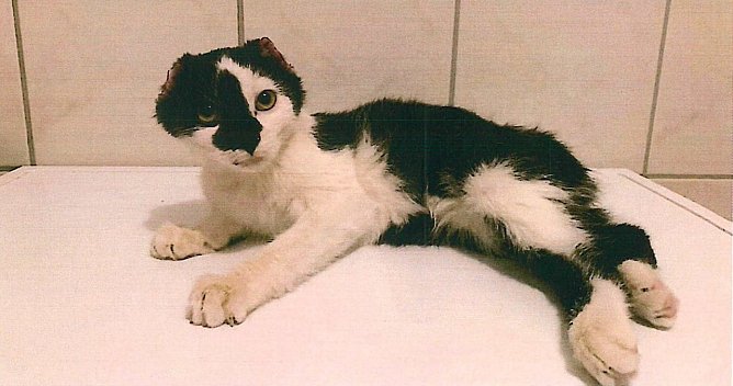 Katzenjunges (Foto: Kripo MHL) Katzenjunges (Foto: Kripo MHL)