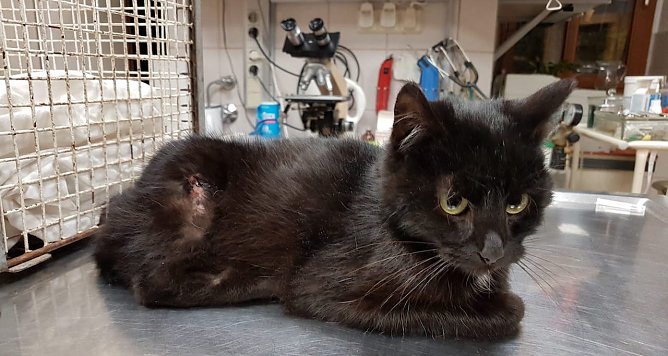 Kater (Foto: Tierheim sondershausen)