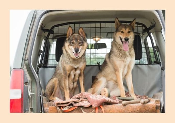 Entlaufen sind 2 westsibirische Leikas (Foto: Silvio Dietzel) Entlaufen sind 2 westsibirische Leikas (Foto: Silvio Dietzel)