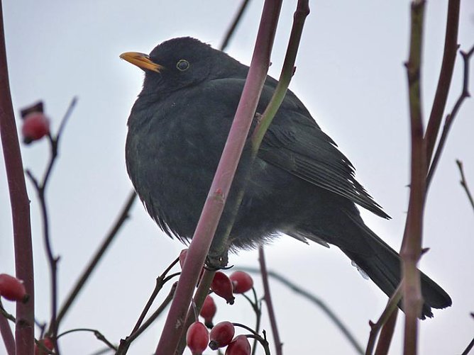 Amsel im Hagebuttenbusch (Foto: Karl-Heinz Herrmann)