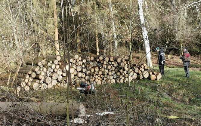 Fällarbeiten im Obertopfstedter Wäldchen so gut wie abgeschlossen (Foto: R. Kämmerer) Fällarbeiten im Obertopfstedter Wäldchen so gut wie abgeschlossen (Foto: R. Kämmerer)