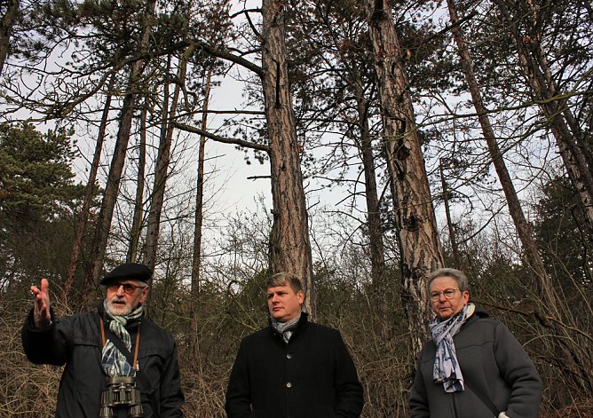 Ist das Knopfmacherh&ouml;lzchen zu retten?... (Foto: Marion Haas)