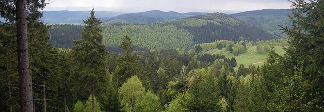 Klimaschutz und Waldwildnis (Foto: Ernst-Detlef Schulze)