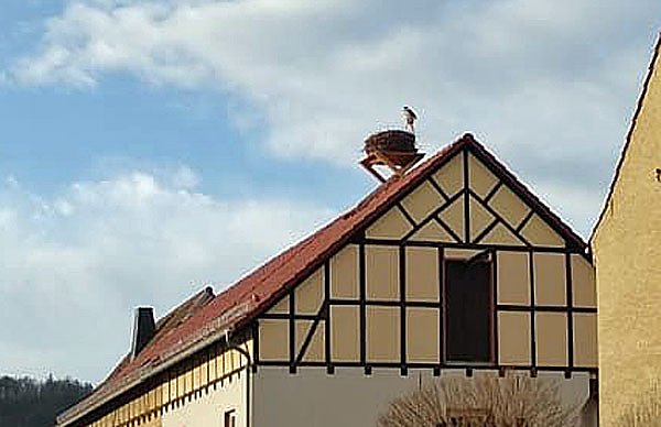 Erster Storch in Seehausen (Foto: Kerstin Hesse)