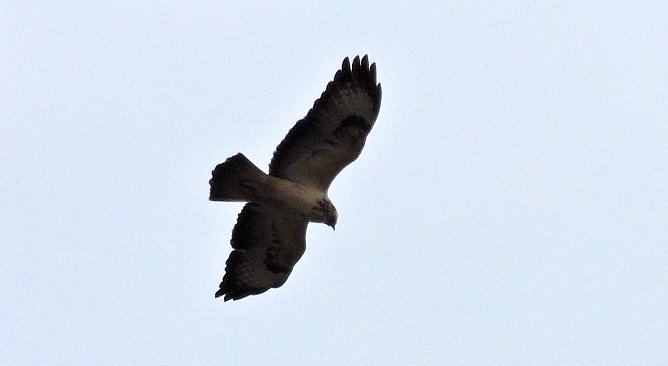 Rotmilan (Foto: peter Blei)