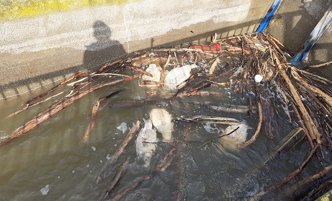 Tote Fische (Foto: F.Gabriel)