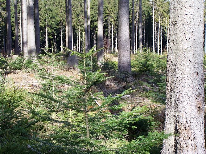 F&ouml;rster und Waldbesitzer setzen in den Th&uuml;ringer Mittelgebirgslagen u. a. auf die Wei&szlig;tanne (li.). Sie soll dort die Fichte nicht ersetzen, sondern klimastabile Mischbest&auml;nde bilden, erg&auml;nzt um die Buche (Foto: Th&uuml;ringenForst, Dr. Horst Spro&szlig;mann)