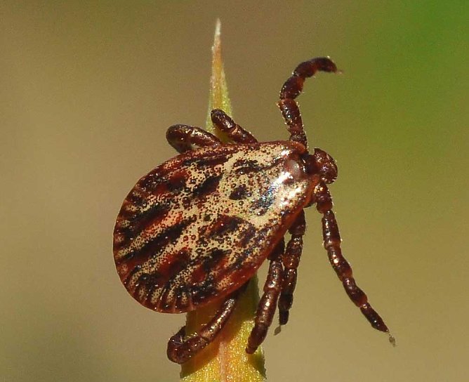 Die Zeckenzeit beginnt 2020 fr&uuml;h... (Foto: Th&uuml;ringenForst)