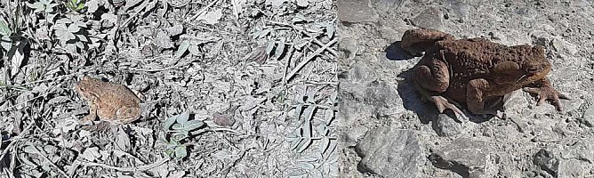 Schlechte Karten f&uuml;r die Kr&ouml;ten (Foto: Karl-Heinz Herrmann)