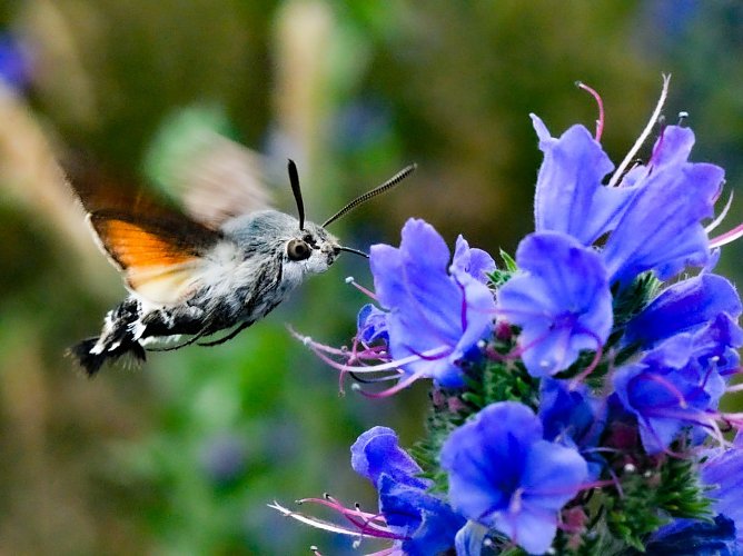 Taubenschw&auml;nzchen (Foto: Hannes Petrischak)